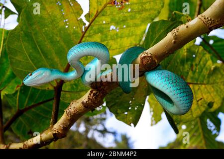 Sunda Insel pitviper (Ein älterer Name insularis) im Baum, Insel Komodo. Stockfoto