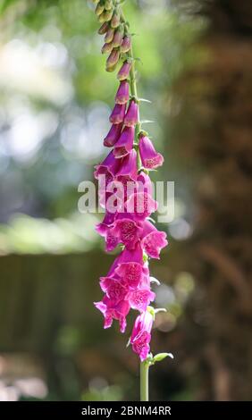 Foxhandschuh, auch bekannt als Digitalis am Mount Edgcumbe Park in Cornwall Stockfoto