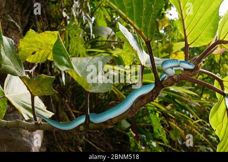 Sunda Insel pitviper (Ein älterer Name insularis) im Baum, Insel Komodo. Stockfoto