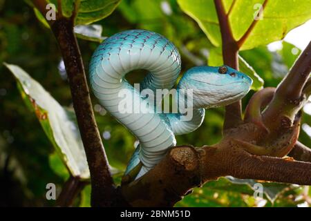 Sunda Insel pitviper (Ein älterer Name insularis) im Baum, Insel Komodo. Stockfoto