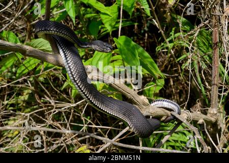 Mangrovenviper (Trimeresurus purpureomaculatus) Bukittinggi, Sumatra. Stockfoto