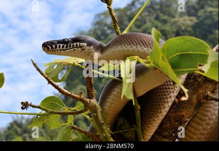 Northern White - lippig Python (Leiopython albertisii) im Baum, Irian Jaya, Papua-Neuguinea Stockfoto