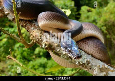 Northern White - lippig Python (Leiopython albertisii) im Baum, Irian Jaya, Papua-Neuguinea Stockfoto