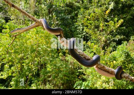 Northern White - lippig Python (Leiopython albertisii) im Baum, Irian Jaya, Papua-Neuguinea Stockfoto