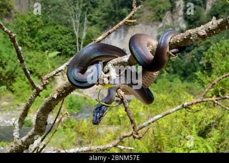 Northern White - lippig Python (Leiopython albertisii) im Baum, Irian Jaya, Papua-Neuguinea Stockfoto