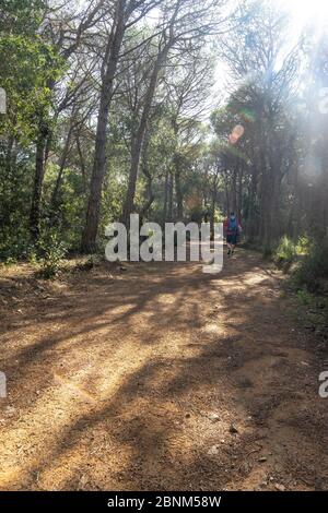 Europa, Spanien, Katalonien, Costa Brava, Palamós, Wanderer auf dem Camí de Ronda Fernwanderweg auf dem Weg nach Palamós im Wald von Cap Roig Stockfoto