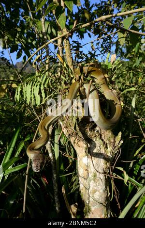 Papuanische Olivpython (Liasis papuana) in Baum, Papua-Neuguinea. Stockfoto