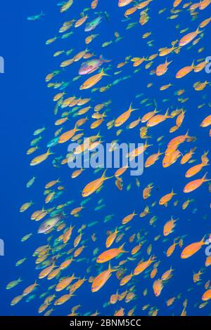 Scalefin anthias (Pseudanthias squamipinnis) Schwarm von orangefarbenen weiblichen Fischen mit ein paar lila Männchen, schwärmen vor einem Korallenriff, füttern sich auf Stockfoto