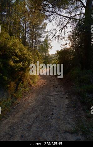 Ich gehe auf dem Berg zum Licht, Sommerlichter Stockfoto