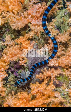 Gebänderter / gelber Seekraut (laticauda colubrina) schwimmt über orangefarbenen Weichkorallen (Scleronephthya sp) während der Jagd nach Beute. Triton Bay, West Papua Stockfoto