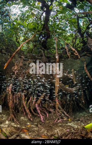 Kardinalfische (Apogon sp) Schule Schwimmen Sie durch die Wurzeln eines roten Mangrovenbaums (Rhizophora Mangle) in einem Mangrovenwald, Yanggefo Island, Gam Island, R Stockfoto