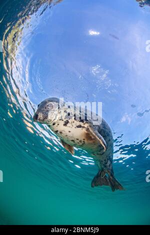 Graue Robbe (Halichoerus grypus) große Erwachsene Hündin schaut von der Oberfläche herunter, Lundy Island, Devon, Großbritannien, Bristol Channel August Stockfoto