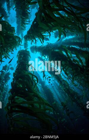 Ein Blick nach oben durch einen riesigen Kelp (Macrocystis pyrifera) Wald, Santa Barbara Insel, Channel Inseln. Los Angeles, Kalifornien, USA, Pazifik, Sept Stockfoto