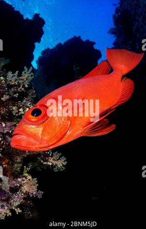 Halbmond-Schwanz-Großauge (Priacanthus hamrur) auf dem Abwurf der Little Brother Island, Ägypten. Rotes Meer Stockfoto