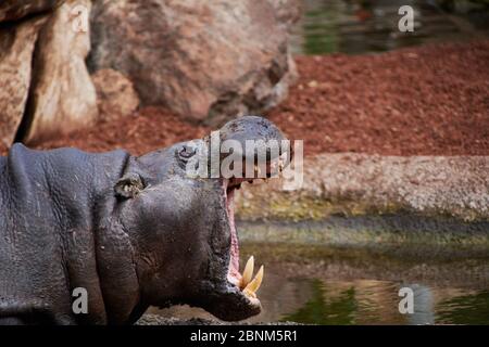 Das große Nilpferd mit offenem Mund. Warten auf das Essen Stockfoto