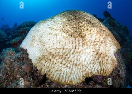 Boulder Brain Coral (Colpophyllia natans) gebleicht und wächst auf einem Korallenriff, East End, Grand Cayman, Cayman Islands, British West Indies. Karibik Stockfoto