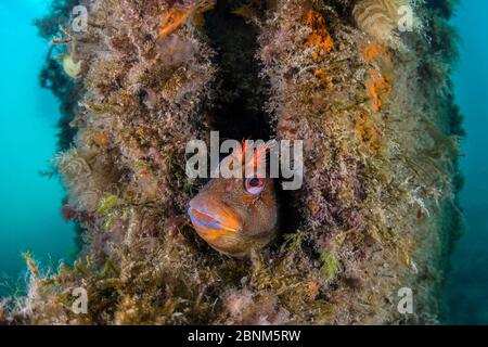 Tompot blenny (Parablennius gattorugine) männlich, die aus seiner Höhle, in einem Bein von Swanage Pier. Swanage, Dorset, Großbritannien, englischer Kanal. Nordost-Atla Stockfoto