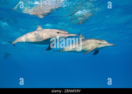 Spinner Delphine (Stenella longirostris) Paar Schwimmen direkt unter der Oberfläche, Sataya Riff, Dolphin House, Fury Shoal, Ägypten, Rotes Meer Stockfoto