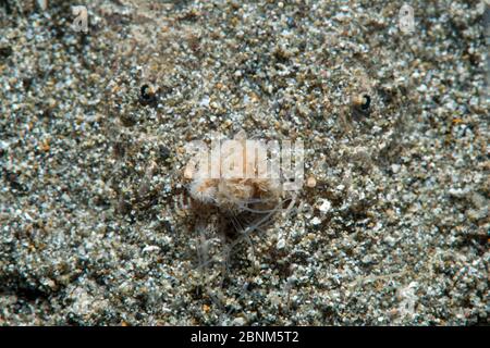 Weißer Randstargazer (Uranoscopus sulfureus) liegt versteckt im Sand beim Fischen mit seiner Lure / Zunge, Anilao, Batangas, Luzon, Philippinen. Ve Stockfoto