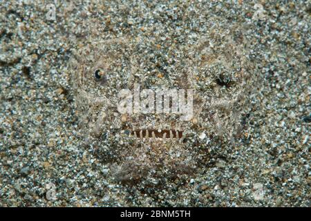 Weißer Randstargazer (Uranoscopus sulfureus) liegt versteckt im Sand, Anilao, Batangas, Luzon, Philippinen. Verde Island Passagen, Pazifik. Stockfoto