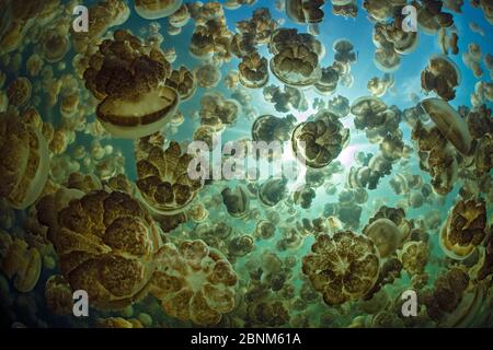 Goldquallen (Mastigias sp) riesige Ansammlung in einem Meerwassersee in Palau, die goldene Farbe dieser Art kommt von symbiotischen Algen in ihrem Gewebe Stockfoto