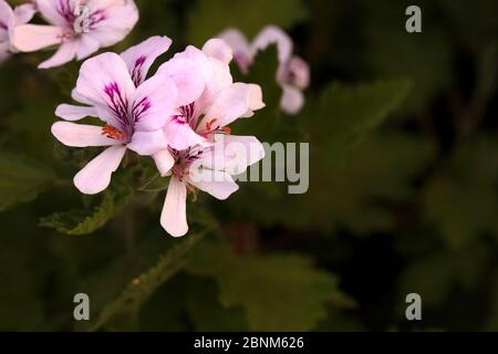 Citronella Blume auf grünem Hintergrund Stockfoto