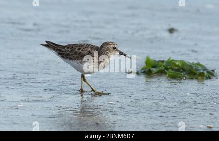 Am wenigsten Sandpiper (Calidris minutilla) auf der Nahrungssuche entlang der Küste, Cedar Key, Levy County, Florida, USA April Stockfoto