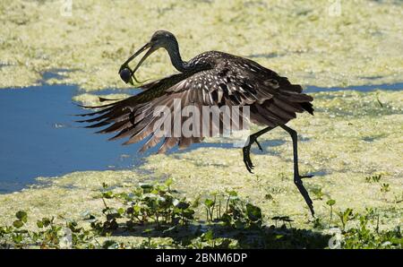 Limpkin (Aramus guarauna) fliegt mit einem Florida-Apfelnagel (Pomacea paludosa) im Schnabel vom Rand des typischen Feuchtpraires-Futterlebensraums La Chu Stockfoto