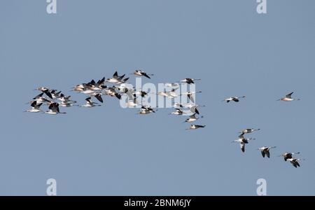 Amerikanische Avocets (Recurvirostra americana) Herde im Flug.Cedar Key, Levy County, Florida, USA, April Stockfoto