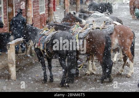 Pferde im Schnee, Torres del Paine, Patagonien, Puerto Natales, Chile. April. Stockfoto