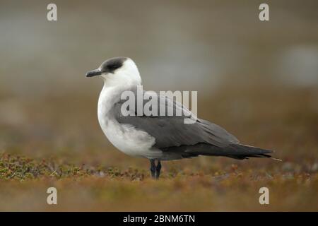 Arktische Skua / parasitäre jaeger (Stercorarius parasiticus) Sletness Reserve, Gamvik, Finnmark, Norwegen. Mai. Stockfoto