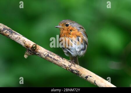 Robin (Erithacus rubecula) in mount. Dorset, Großbritannien, Juni Stockfoto