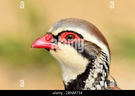 Rotbeinhuhn (Alectoris rufa), Dorset, Großbritannien, Mai Stockfoto