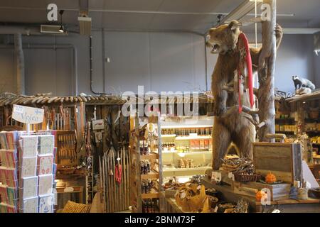 Braunbär (Ursus arctos) gefüllt in Geschenkeladen, Kuusamo. Finnland. Mai 2016. Stockfoto