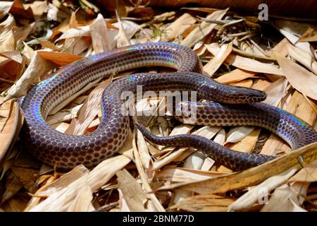 Sonnenstrahl-Schlange (Xenopeltis unicolor) gefangen, kommt in Südostasien vor. Stockfoto