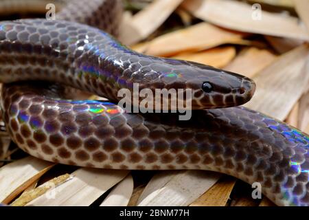 Sonnenstrahl-Schlange (Xenopeltis unicolor) gefangen, kommt in Südostasien vor. Stockfoto