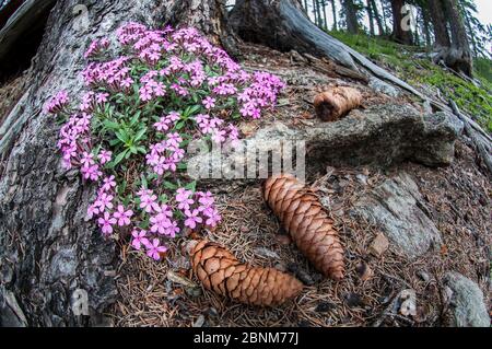 Steinseifkraut (Saponaria ocymoides) in Blüte um die Basis einer Nadelfuss. Nordtirol, Tirol, Österreichische Alpen, Österreich, Juli. Stockfoto