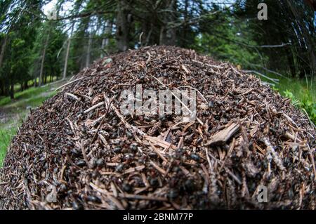 Holz Ameisennest (Formica rufa) aus Kiefernnadeln und anderen Schutt aus dem Waldboden gebaut. Nordtirol, Österreichische Alpen, Österreich, Juli. Stockfoto