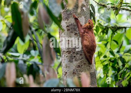 Sunda fliegende Lemur (Cynocephalus variegatus) rote Farbe morph, in der Ruhestätte tagsüber. Danum Valley, Sabah, Borneo. Stockfoto