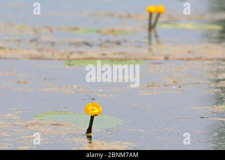 Österreich, Niederösterreich. Nationalpark Donau-Auen, die Lobau. Gelbe Teichrose, Nuphar lutea. Stockfoto