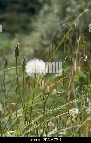 Weiße Blume im Frühjahr, die wie ein Ball aussieht. Farben der Natur Stockfoto