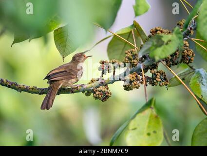 Rotäugiger Bulbul (Pycnonotus brunneus), der sich im Regenwalddach von Früchten ernährt. Tiefland-Regenwald, Danum Valley, Sabah, Borneo. Septembe Stockfoto