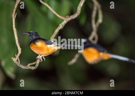 Weiß gekrönte shama (Copsychus stricklandi) Paar Roosting in den Regenwald Untergeschichte. Kinabatangan River, Sabah, Borneo. September. Endemisch. Stockfoto