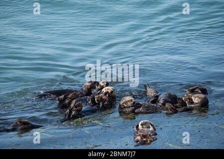 Gruppe von kalifornischen Seeotter (Enhyra lutris nereis), die in einem Floß am Rande eines Bettes von Eel Gras (Zostera) ruhen Morro Bay, Kalifornien, USA, Juni. Stockfoto