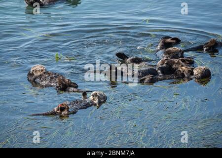 Gruppe von kalifornischen Seeotter (Enhyra lutris nereis), die in einem Floß am Rande eines Bettes von Eel Gras (Zostera) ruhen Morro Bay, Kalifornien, USA, Juni. Stockfoto