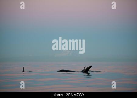 Killerwale / Orca (Orcinus Orca) Transienten, die vor einem schneebedeckten Mt. Baker in der Dämmerung, Straße von George, östlich von Vancouver Island, Brit Stockfoto