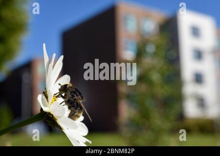 Narcissus Bulb Fly / große Narzissus Fly (Merodon equestris var. validus), eine Schwebfliege, die Rotschwanzhummeln nachahmt, Nektaring auf einem Oxeye Gänseblümchen / Stockfoto