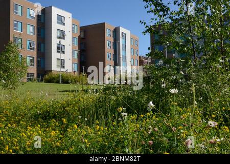 Mehrjährige Wildblumenwiese mit Vogelfußbaumfolie (Lotus corniculatus), Oxeye Gänseblümchen (Leucanthemum vulgare) und Rotklee (Trifolium pratense) Stockfoto