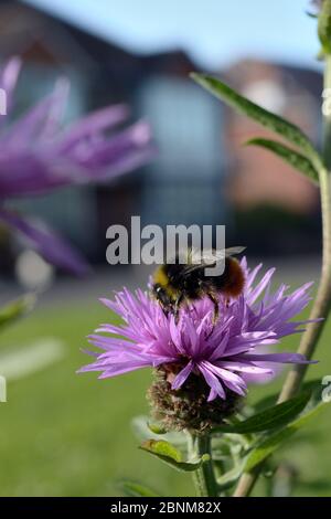 Frühe Hummel (Bombus pratorum) Nektaring auf Gemeine Knapweed (Centaurea nigra) in einer mehrjährigen Wildblumenwiese auf einem städtischen gemeinsamen von Bristo gepflanzt Stockfoto