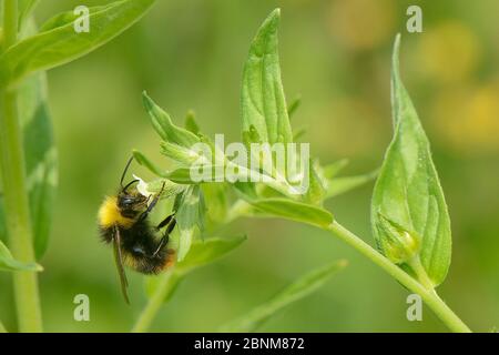 Frühe Hummel (Bombus pratorum) männliche Nektaring auf gemeinen Gromwell Blume (Lithospermum officinale) auf Grasland Wiese von Peeling entfernt, um t zu verbessern Stockfoto